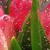 flotilda