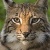 MAkitra536Iynx